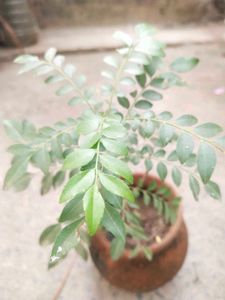 Healthy Curry Leaves Plant With Root