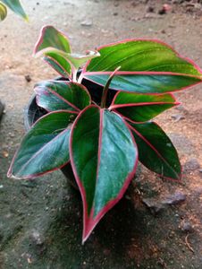 combo of Cordyline fruticosa and aglaonema Chinese
