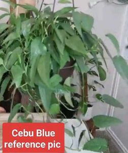 Assorted Indoor And Bonsai Plant.