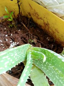 Jamun , Alovera Plant ☘️ Cute Potted 🌱