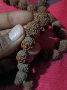 This is Rudraksh Mala
