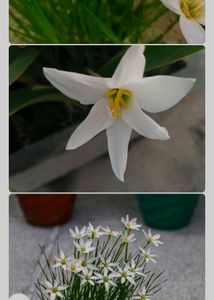 5-6 White Kesar