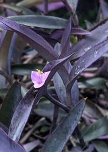 Combo Of Two Plants