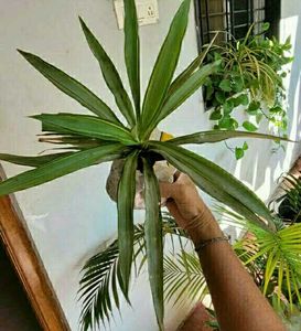Set 2 Dracaena Mahatma &amp; Callisia Plants