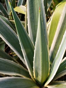 Agave White and Green