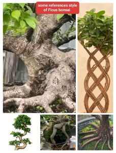 Ficus N Aralia Bonsai Combo Offer