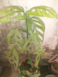 Live Monestra Albo  Broken Heart Plant With Root