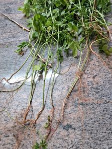 Balloon Vine Spinach Seeds