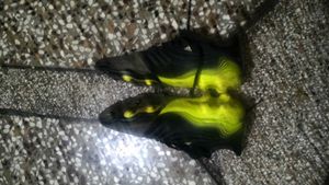 Adidas Sport Shoes