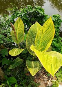 2 Canna Lilly Bulbs (Saffron Bloom)