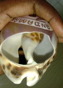 Pen Stand