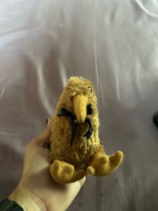 Small Kiwi Bird