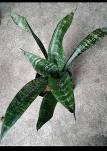 6 Different Varieties Of Sansevierias Combo Offer