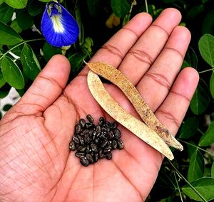 Blue🔷 Aparajita Flower Seeds