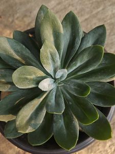 Succulent Without Pot
