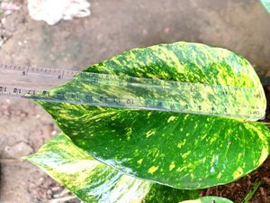 Money Plant Big Leaves