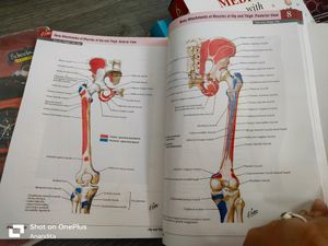 Anatomy- Atlas Of Human Anatomy