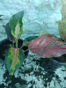 Aglaonema Variety