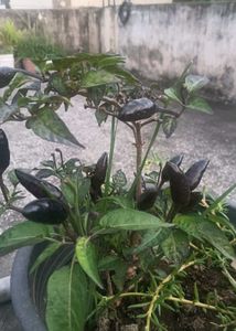 Black Pearl Pepper Plant