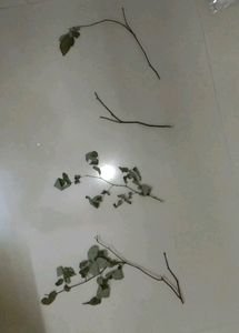 Rose Plant Stem Cuttings