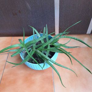 Live Aloevera Without Pot