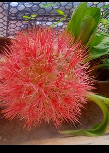 Football Lily Seeds
