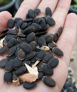 Assorted Seeds