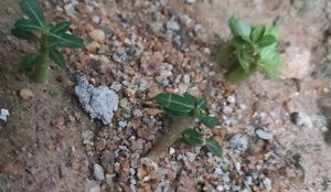 🌵 Desert Rose (Adenium) Seeds 🌸