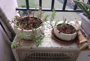 Plant With Pot