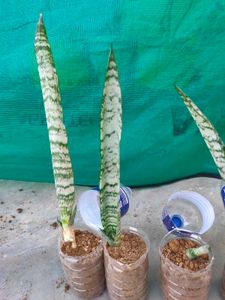 1 snake plant good condition with root and pot