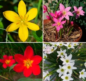 Multicolor Rain Lilly Bulb Pack Of  6 Piece