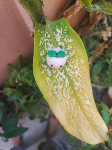 Cute Sprouting Duckkkkkkk