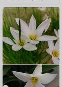 5-6 White Kesar