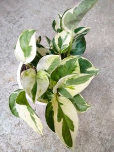 Collection Of House Plants Combo