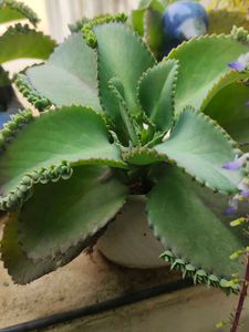 Baby plants &#34;Mother Of million&#34;