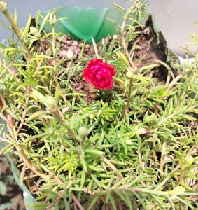 Portulaca