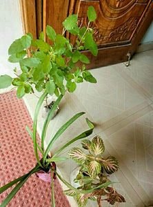 3 set  Colues &amp;Tulasi &amp; Lilly Plants