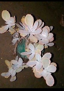 flowering plants combo