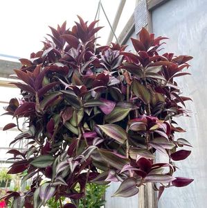 Hanging Plants Combo Of 11