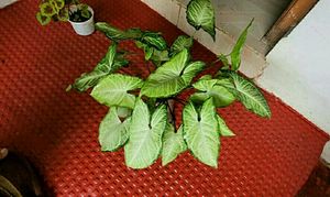 Set 2 Arrowhead &amp; Colues Plant&#39;s