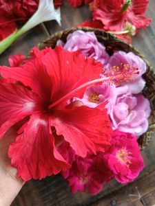 22 Steam Of Flowers 🌺🌹 combo
