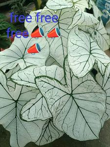 ParaisoVerde Philodendron