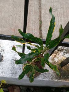 combo of 4+ freebies as Moss Rosa cutting flower