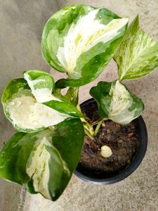 Assorted  Air Purifying Combo
