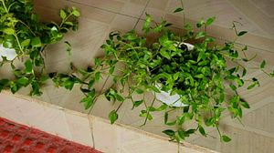 Pack 2 Pilea Depressa &amp; Ee Tradescantia Plants
