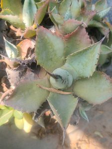 1pic Agave Plant