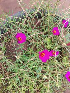 Pink Grass Plant