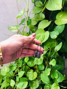 earring oxidized