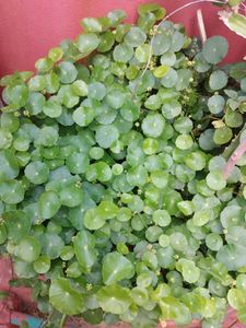 Coins Plant