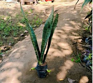 Snake Plant Combo Of 2
